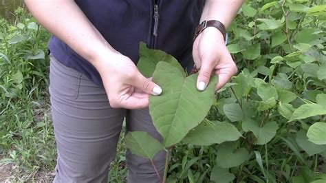how to identify japanese knotweed